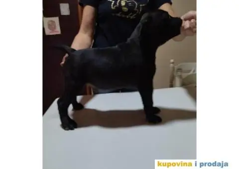 Stafordski bul terijer prelepo štene - 5/8