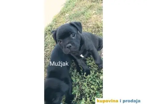 Stafordski bul terijer prelepo štene - 6/8