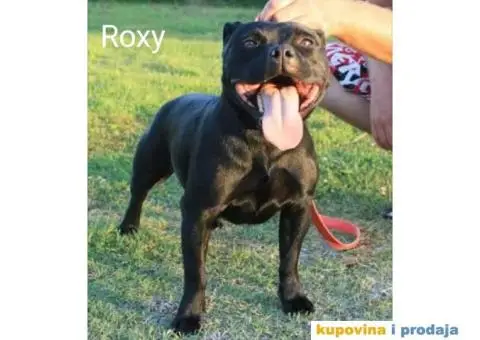 Stafordski bul terijer prelepo štene - 7/8