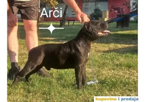 Stafordski bul terijer prelepo štene - 8/8