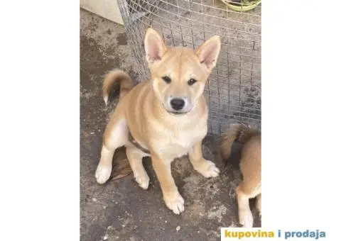 Shiba inu stenci - 2/5