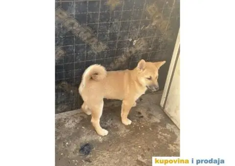 Shiba inu stenci - 3/5