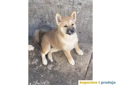 Shiba inu stenci - 4/5