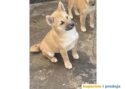 Shiba inu stenci - 5/5