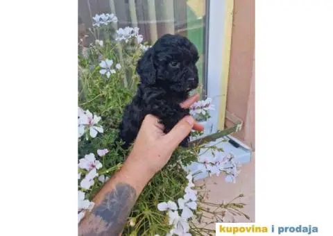 Preslatka devojcica crne pudle spremna za preuzimanje - 1/4