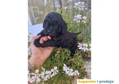Preslatka devojcica crne pudle spremna za preuzimanje - 2/4