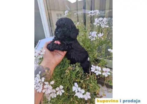 Preslatka devojcica crne pudle spremna za preuzimanje - 3/4