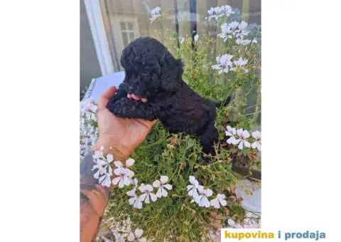 Preslatka devojcica crne pudle spremna za preuzimanje - 4/4