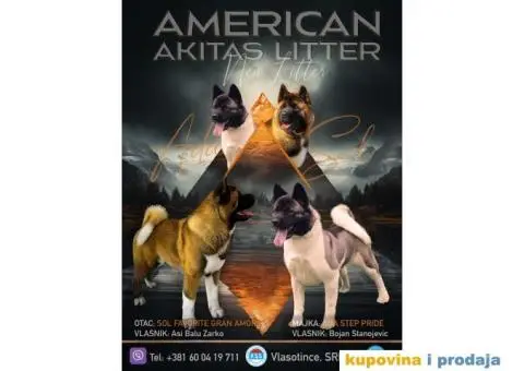 Američka Akita štenci - 1/10