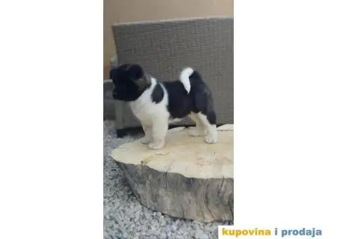 Američka Akita štenci - 2/10