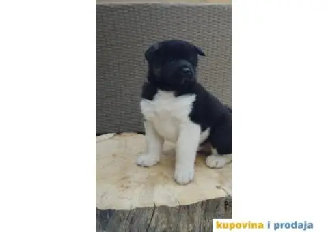 Američka Akita štenci - 3/10
