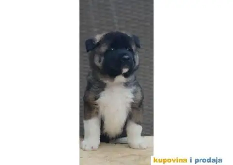 Američka Akita štenci - 4/10