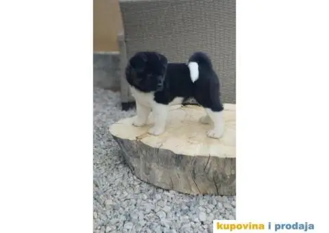 Američka Akita štenci - 5/10