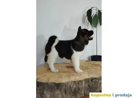 Američka Akita štenci - 6/10