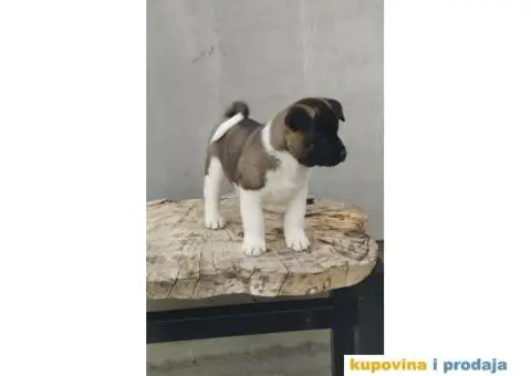 Američka Akita štenci - 7/10