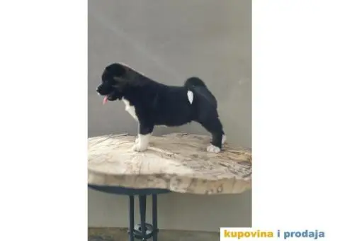 Američka Akita štenci - 8/10
