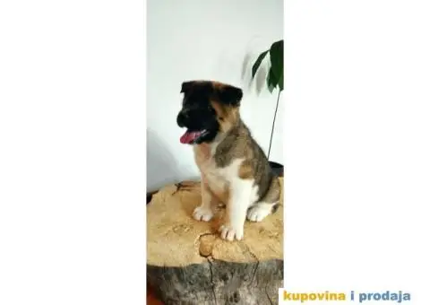 Američka Akita štenci - 9/10
