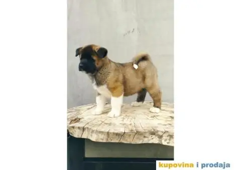 Američka Akita štenci - 10/10