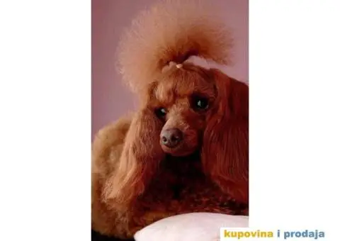 TOY PUDLA  crveni MUZIJAK  dostupan za parenje - 1/4