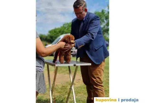 TOY PUDLA  crveni MUZIJAK  dostupan za parenje - 2/4