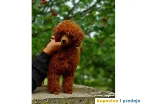 TOY PUDLA  crveni MUZIJAK  dostupan za parenje - 3/4