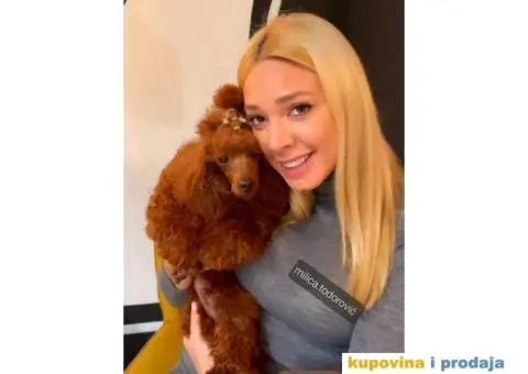 TOY PUDLA  crveni MUZIJAK  dostupan za parenje - 4/4