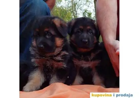 Nemački ovčar prelepi štenci - 2/13