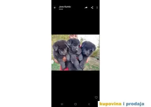 Nemački ovčar prelepi štenci - 3/13