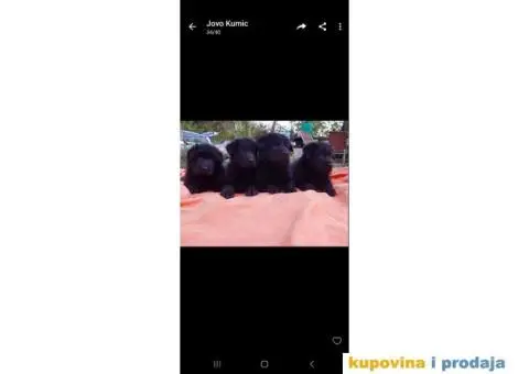 Nemački ovčar prelepi štenci - 4/13