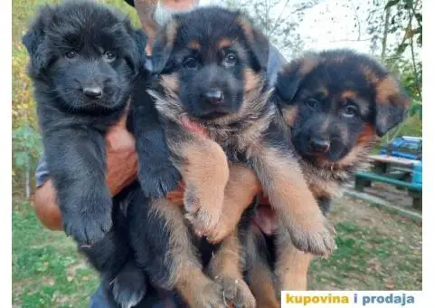 Nemački ovčar prelepi štenci - 5/13