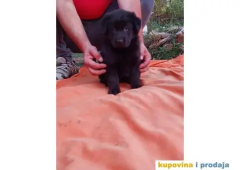 Nemački ovčar prelepi štenci - 6/13