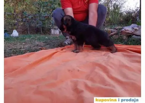 Nemački ovčar prelepi štenci - 8/13