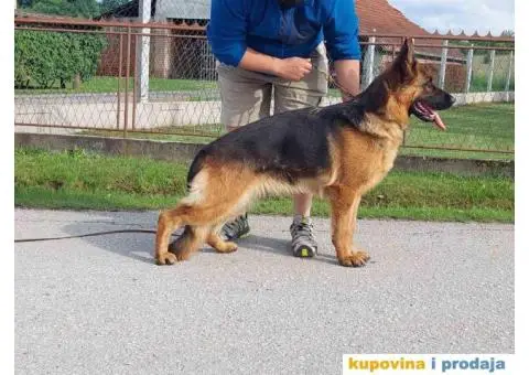 Nemački ovčar prelepi štenci - 9/13