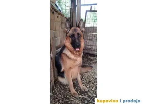 Nemački ovčar prelepi štenci - 10/13