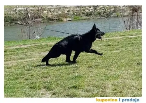 Nemački ovčar prelepi štenci - 12/13