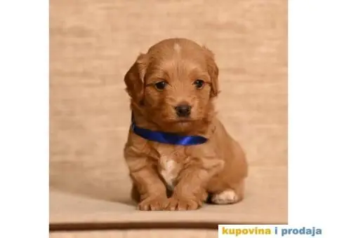 Havanski Bišon mužjak slobodan za parenje - 1/6