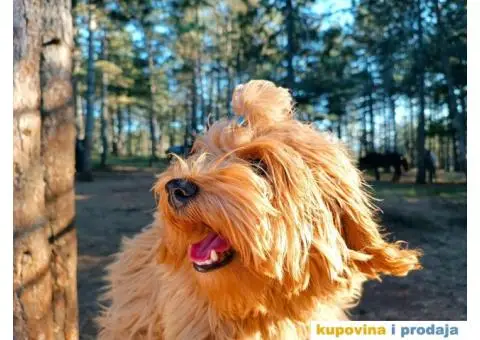 Havanski Bišon mužjak slobodan za parenje - 2/6
