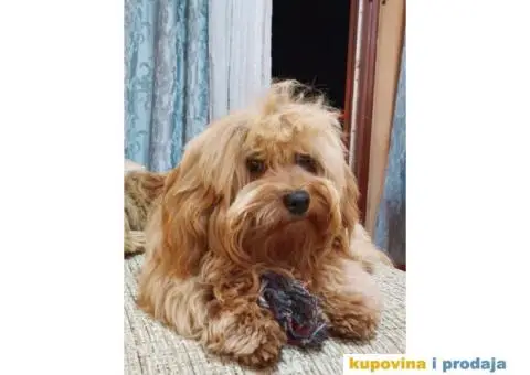 Havanski Bišon mužjak slobodan za parenje - 3/6