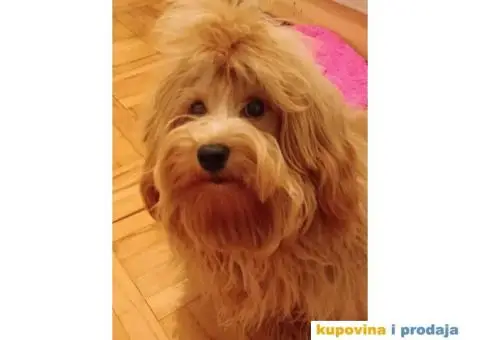 Havanski Bišon mužjak slobodan za parenje - 4/6