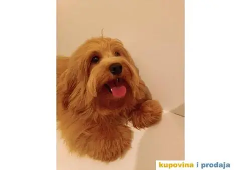 Havanski Bišon mužjak slobodan za parenje - 5/6