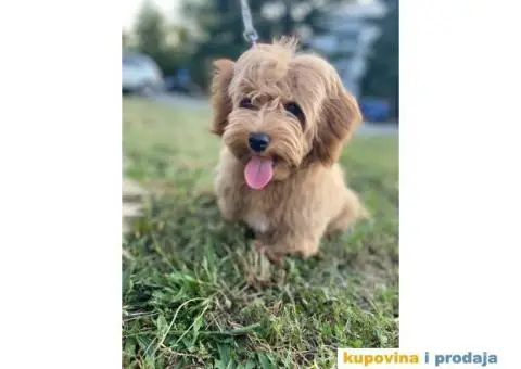 Havanski Bišon mužjak slobodan za parenje - 6/6