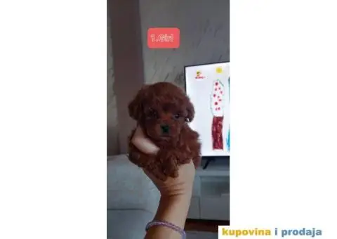 PUDLE štenci prve klase - 1/6