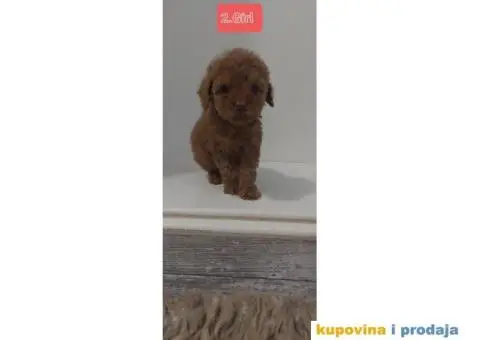 PUDLE štenci prve klase - 2/6