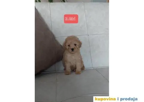 PUDLE štenci prve klase - 3/6