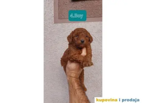 PUDLE štenci prve klase - 4/6