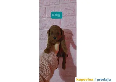 PUDLE štenci prve klase - 5/6