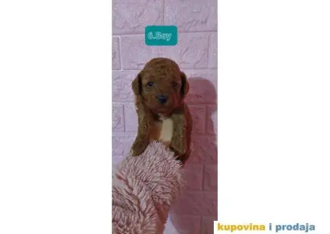 PUDLE štenci prve klase - 6/6