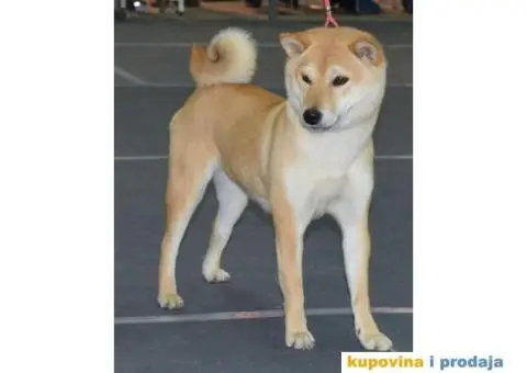 Shiba Inu štenci - 4/6