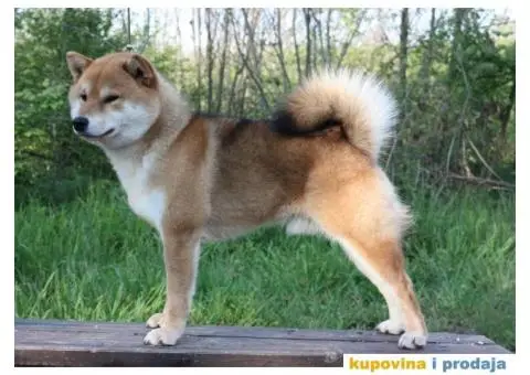 Shiba Inu štenci - 6/6