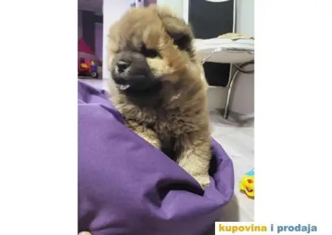 CAU CAU  muzijak star 2 meseca, - 2/7